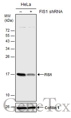 FIS1 antibody
