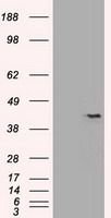 SOX17 antibody [3B10]