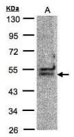 BAT1 antibody [C1C3]