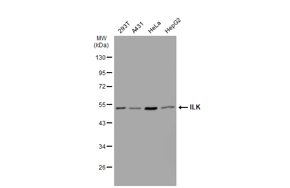 ILK antibody [SC68-04]