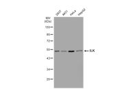 ILK antibody [SC68-04]