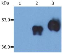 CD14 antibody [MEM-18]