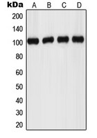 GPR110 antibody