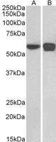 PLRG1 antibody, C-term
