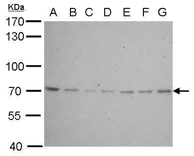 Lamin B2 antibody [N3C2], Internal