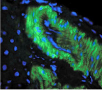 Nitrotyrosine antibody [39B6]