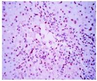 NKp46 antibody [8F24]