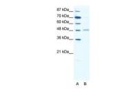 GABA A Receptor alpha 2 antibody, Internal