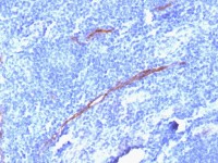 CD34 antibody [HPCA1/1806R]