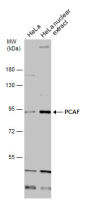 PCAF antibody