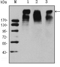 Ki67 antibody [8D5]