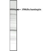 Huntingtin antibody [HDC8A4]