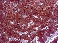 ADFP antibody [DBM15.60]