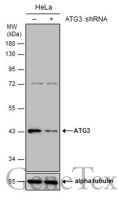 ATG3 antibody