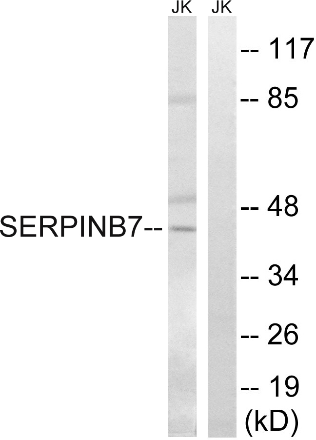 SerpinB7 antibody