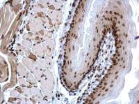 Histone H3K4me3 (Tri-methyl Lys4) antibody