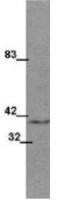 Wnt1 antibody [13F9]