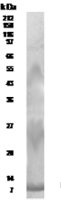 RELM beta antibody