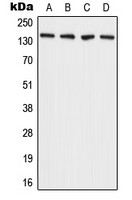 ADAMTS2 antibody