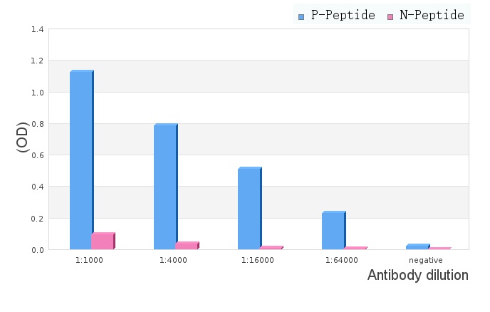 PERK (phospho Ser555) antibody
