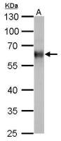 TrxR1 antibody