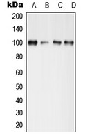 GluR4 (phospho Ser862) antibody