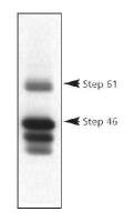 STEP / PTPN5 antibody [23E5]