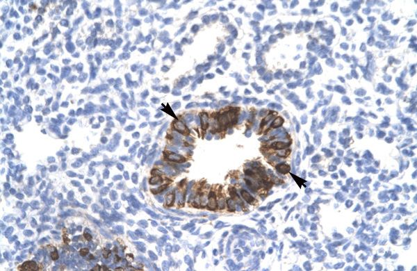 Mxi1 antibody