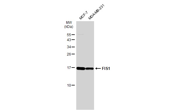 FIS1 antibody [GT1188]