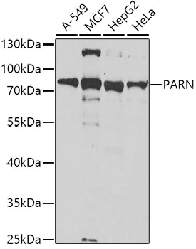 PARN antibody