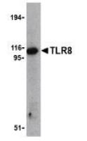 TLR8 antibody