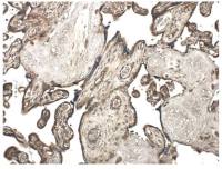 MMP10 antibody [9G10]