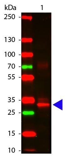 L-Asparaginase antibody