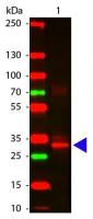 L-Asparaginase antibody