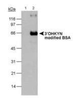 3'OHKYN antibody [P3UI]