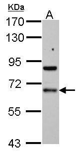PDLIM5 antibody