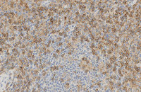 CD4 antibody [4B12]