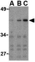IRF3 antibody