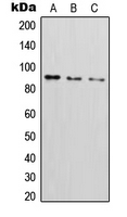 ICAM1 / CD54 (phospho Tyr512) antibody