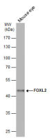 FOXL2 antibody [C3], C-term