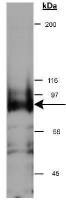 NSP-5a3a antibody