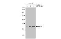 NOX1 antibody