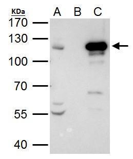 STAT2 antibody [C2C3], C-term