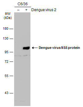 Dengue virus NS5 protein antibody