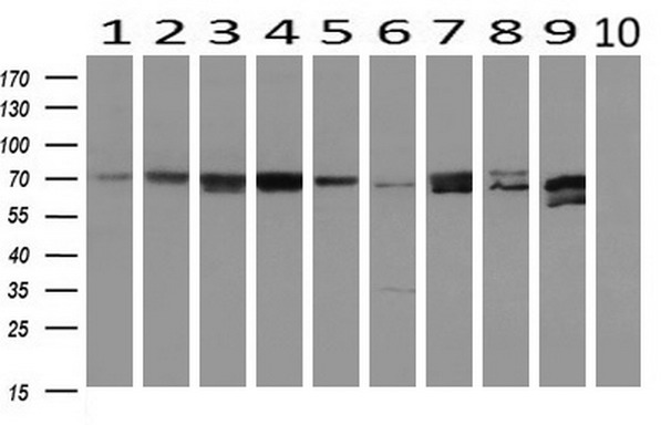 MTMR14 antibody [6B6]