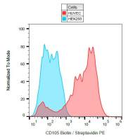 CD105 antibody [MEM-229] (Biotin)