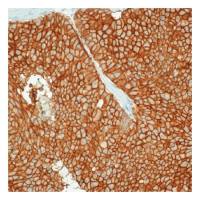 EpCAM antibody [VU-1D9]