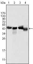 Apolipoprotein A4 antibody [1D4C11]