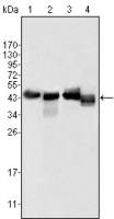 Apolipoprotein A4 antibody [1D4C11]