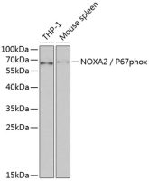 p67phox antibody